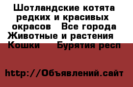 Шотландские котята редких и красивых  окрасов - Все города Животные и растения » Кошки   . Бурятия респ.